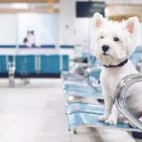 Як CRM допомагає персоналізувати послуги у ветеринарній клініці?