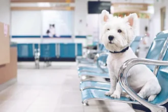 Як CRM допомагає персоналізувати послуги у ветеринарній клініці?